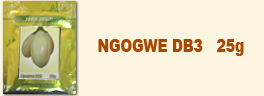 ngogwe